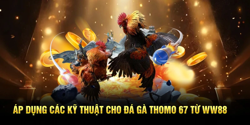 Áp dụng các kỹ thuật cho đá gà thomo 67 từ WW88