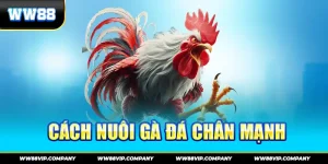 Cách nuôi gà đá chân mạnh