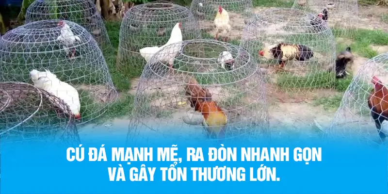 Cú đá mạnh mẽ, ra đòn nhanh gọn và gây tổn thương lớn