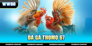 Đá gà Thomo 67