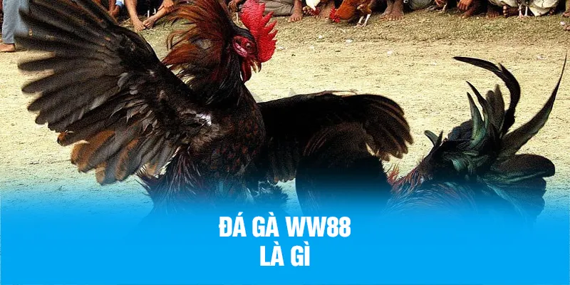 Chọi gà WW88 là gì