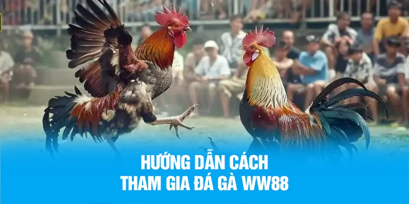 Hướng dẫn cách tham gia chọi gà WW88