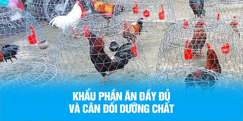 Khẩu phần ăn đầy đủ và cân đối dưỡng chất
