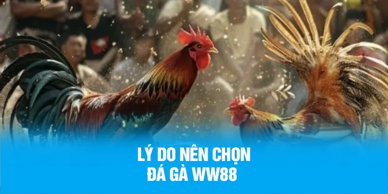 Lý do nên chọn đá gà tại nền tảng