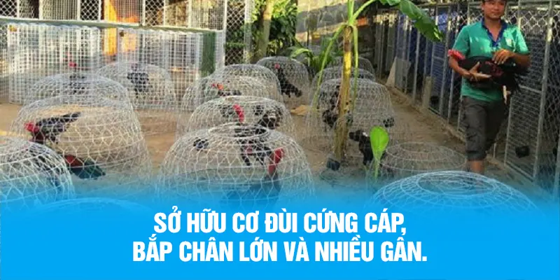 Sở hữu cơ đùi cứng cáp, bắp chân lớn và nhiều gân